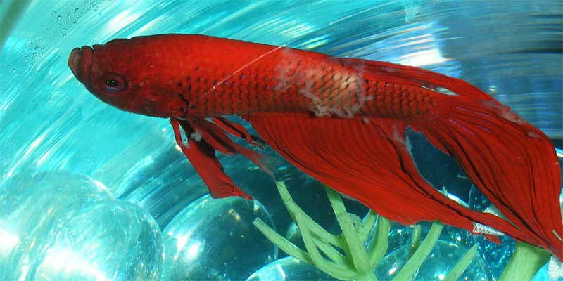 Betta Fish Diseases (With Pictures): A Complete Guide for Healthy Betta Care